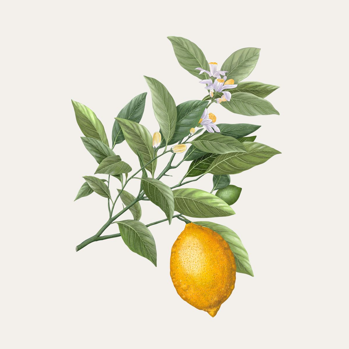 Citron de Syracuse 