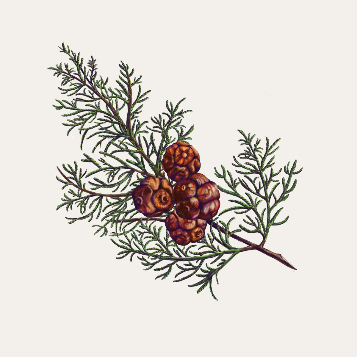 Cypress Botanical palet