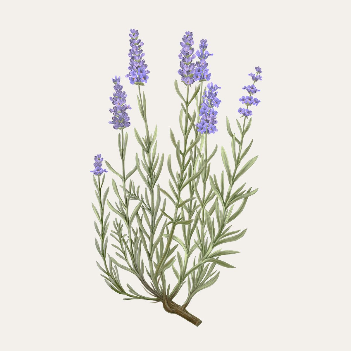 Lavender Diffuser