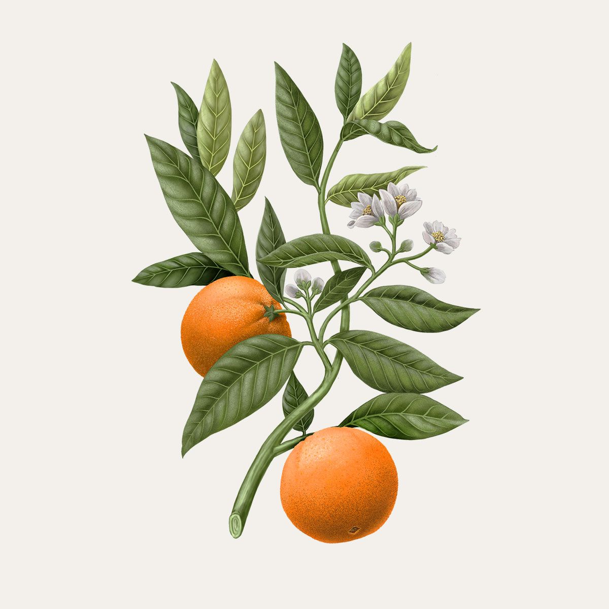 Diffuseur Fleur d'oranger