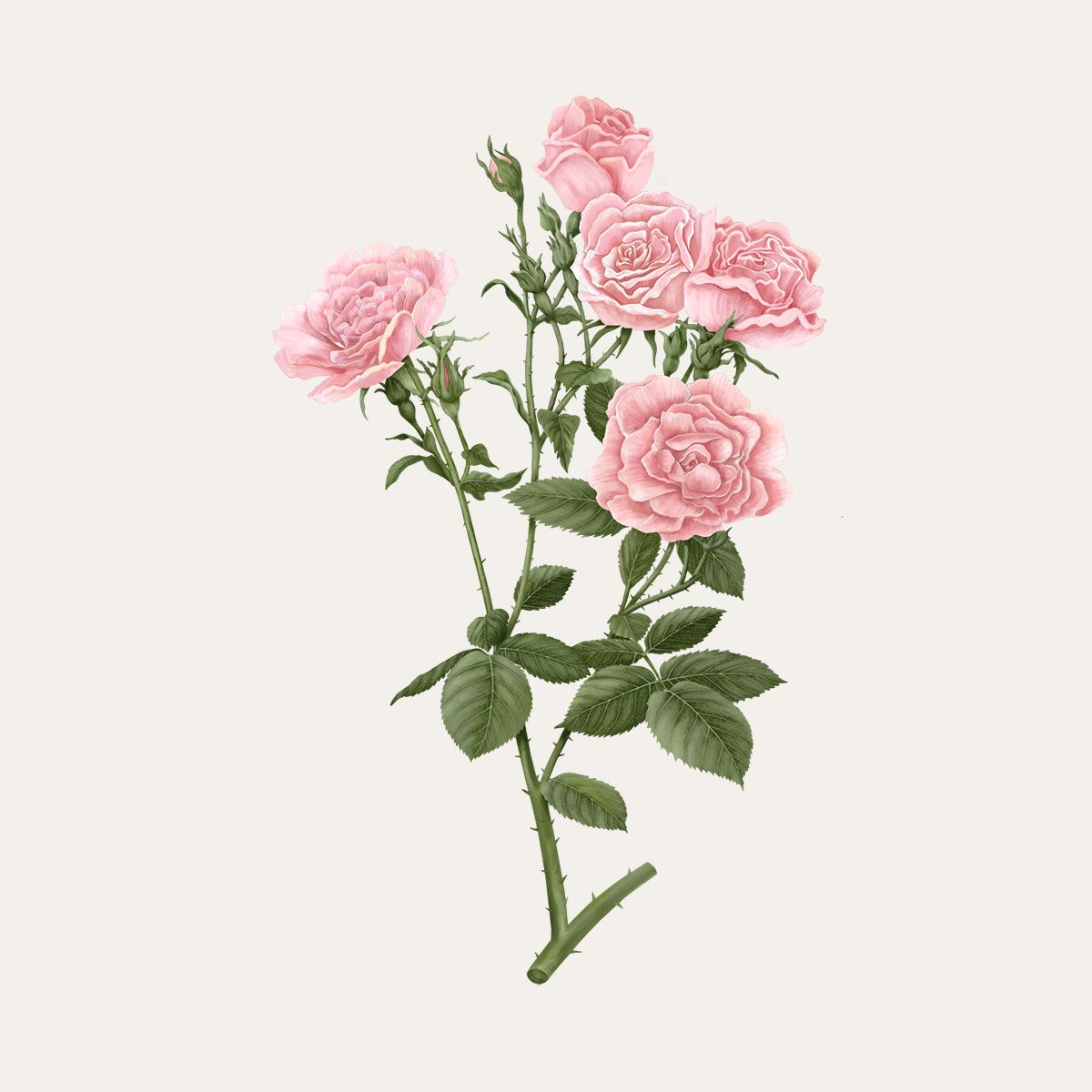 Palet botanique Rose de Damas 