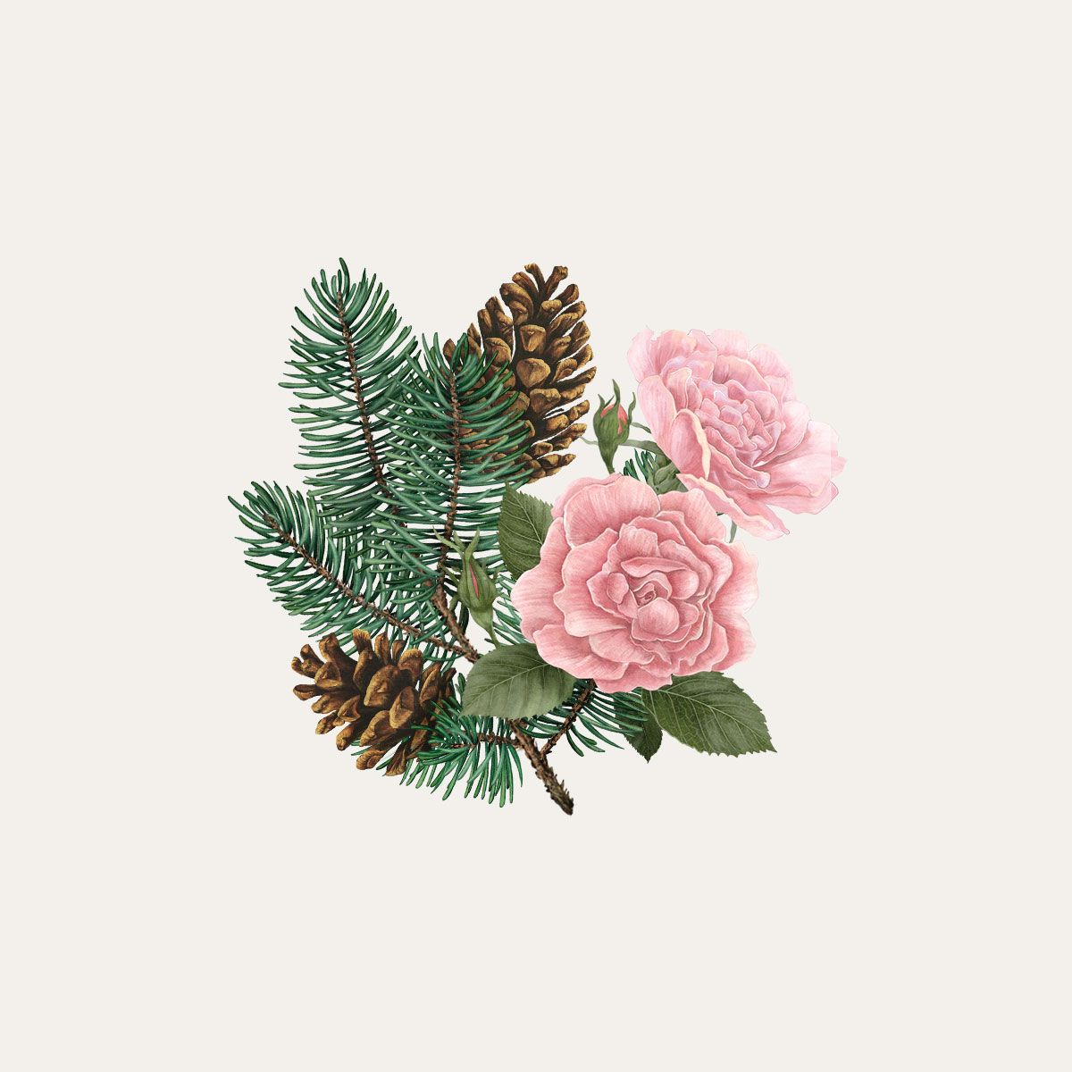 Palet botanique Pin de Sibérie et Rose d'hiver